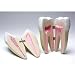 Educational Insights Human Anatomy Model Teeth