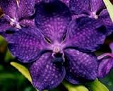 Ascda. Princess Mikasa x Ascda. Peggy Foo 4n