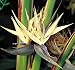 Baumstrelitzie - Strelitzia nicolai 10K