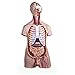 Herindera Human Male Torso Dissectable in 14 Parts. RS.2000.00
