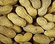 peanut butter flavor powder
