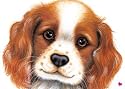 Cavalier King Charles Spaniel Standard Size Laminate Placemat