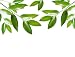 Blank with Green Leaf - 24