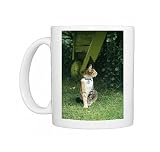Photo Mugs of Domestic Cat - with flea collar, name tag and bell from Ardea Wildlife Pets