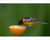 Photographic Prints of Northern Oriole - Male feeding on half an orange at a feeder, May from Ardea Wildlife Pets