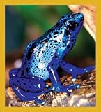 Blue Poison Dart Frog Bookmark