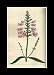 Reprint Virginian Dragon's-head, Obedient Plant, False 1800