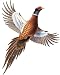 Rivers Edge Auto / Truck / Safe Magnetic Art - Pheasant