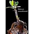 Kingswood Gold Jewels of Opar Bonsai 20 Seeds- Talinum