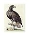 White-Tailed Eagle From Hudson's Bay by George Edwards. Size 11.67 inches width by 15.97 inches height. High Quality Art Poster Print