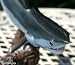 Taxidermy 12" Fiberglass Mako Shark Sculpture Statue