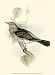 Gould's Fieldfare - John Gould Art Print Poster 9.5 x 1