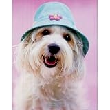 Cindy (Dog w/ Hat) Animal Poster - 16x20