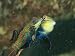 Pair of Vividly Colored Mardarinfish Photographic Poster Print by Tim Laman, 16x12
