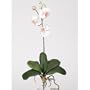 New Mini Phalaenopsis Silk Orchid Flower w/Leaves 6 Stems Attractive Feel Light Pink