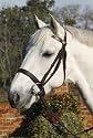 Plain Cavesson Bridle with Reins-Brown- Pony