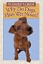 Why Do Dogs Have Wet Noses?