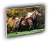 horse noble locks rocky mountain horse A2 Large Canvas