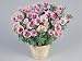 Close-Up of Godetia Flowers Growing in a Wicker Basket (Clarkia Amoena) Photographic Poster Print by G. Cigolini, 12x16