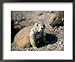 A Black-Tailed Prairie Dog - Badlands National Park, South Dakota, USA Styles Framed Art Poster Print by John Elk III, 22x18