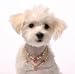 Dog Jewelry - Cherries & Pearls Dog Necklace - Stunning Jewelry for the Most Pampered Pet! - XXS