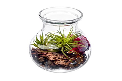 Hinterland Trading Austin Forrest In Glass Rosie Posie Vase with 2 Ounce Fertilizer Hinterland Trading Austin Forrest In Glass Rosie Posie Vase with 2 Ounce Fertilizer