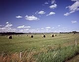 Hay Rolls to the Horizon - Striking 16