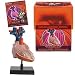 Bio Signs Human Anatomy - Heart