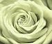 Wallmonkeys Peel and Stick Wall Decals - Rose - Removable Graphic