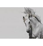 Art Addiction Running Horse Artwork