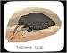 Mouse Pad with echidna, long-beaked, eat, zaglossus, bruijini