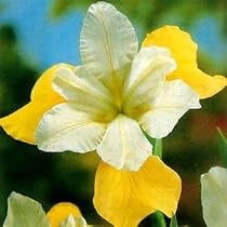 Butter & Sugar Siberian Iris Plant -Reblooms-AGM WINNER