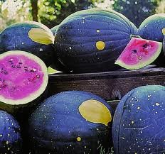 20 Heirlooms Moon And Stars Watermelon Seed By Stonysoil Seed Company..CERTIFIED USDA ORGANIC SEEDS