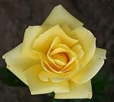 Eigenschaften Agel Rosen  / Edelrose 