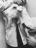 Goat Being Used in Research Detection of Cancer of Colon at Mcgill University Photographic Poster Print by Ralph Morse, 24x32