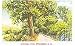 Swansea Sc Wooded Lane Postcard