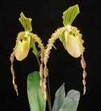 Paphiopedilum Orchid Oberhausen's Diament
