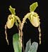 Paphiopedilum Orchid Oberhausen's Diament