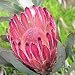 PROTEA Burichellii 5 seeds