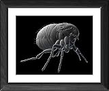 Framed Prints of Cat flea, artwork from Science Photo Library