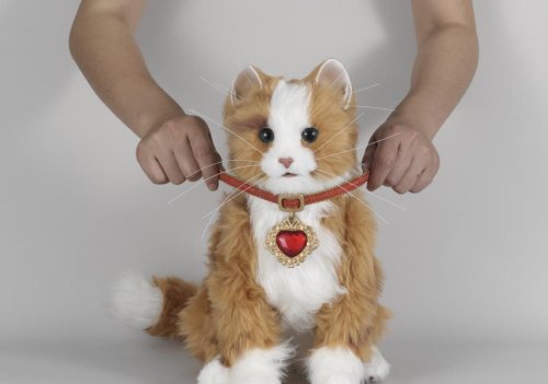 Cover image : 首輪でおしゃべり 夢ねこハート