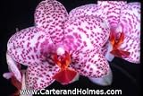 Phal Flight of Birds 'Flutterby' HCC/AOS