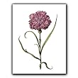 Carnation 73 - Gift Enclosure Cards (set of 12)
