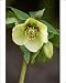 Photographic Prints of Hellebore - a garden hybrid - a hardy semi- evergreen perennial from Ardea Wildlife Pets