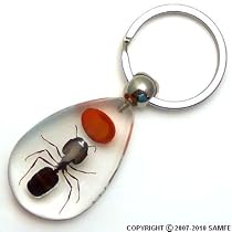 Real Insect Key Chain - Red Lucky Bean & Ant