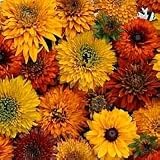 Amazon / Hirts: Perennials; Sun: Moroccan Sun Mix Black-Eyed Susan-25 Plants-Rudbeckia