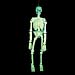 Glow in the Dark Halloween Skeleton - 5 Foot Full Boned Glow in the Dark Skeleton