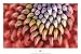Telopea Study Art Poster Print by JoSon, 36x24