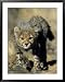 Cheetah Cub, Acinonyx Jubatus, Duesternbrook Private Game Reserve, Windhoek, Namibia, Africa Animals Framed Art Poster Print by Thorsten Milse, 31x39