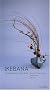 Ikebana : Compositions en pas � pas